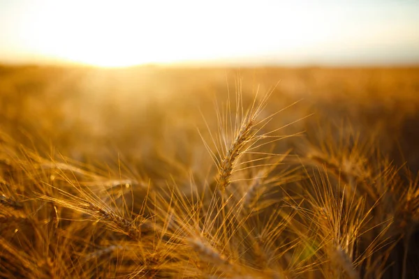 Increíble agricultura puesta del sol paisaje.Growth cosecha naturaleza. Campo de trigo producto natural. Orejas de trigo dorado de cerca. Escena rural bajo la luz del sol. Fondo de verano de madurez de los oídos del paisaje. —  Fotos de Stock