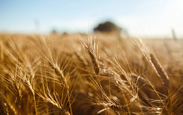 Incredibile paesaggio tramonto agricoltura.Crescita raccolto natura. Campo di grano prodotto naturale. Orecchie di grano dorato da vicino. Scena rurale alla luce del sole. Sfondo estivo di maturazione orecchie di paesaggio. — Foto Stock