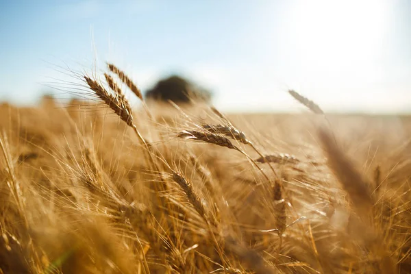 Fantastiskt jordbruk solnedgång landskap. tillväxt natur skörd. Vetefält naturlig produkt. Öron av gyllene vete på nära håll. Landsbygdsscen i solljus. Sommar bakgrund mognad öron landskap. — Stockfoto