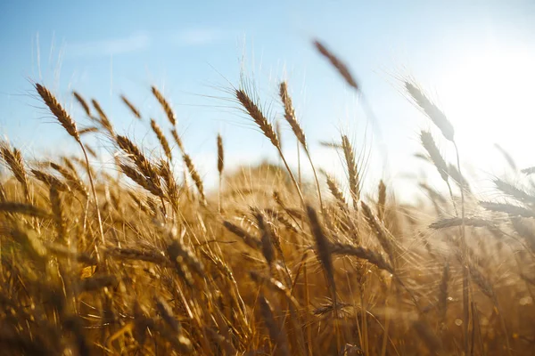 Fantastiskt jordbruk solnedgång landskap. tillväxt natur skörd. Vetefält naturlig produkt. Öron av gyllene vete på nära håll. Landsbygdsscen i solljus. Sommar bakgrund mognad öron landskap. — Stockfoto