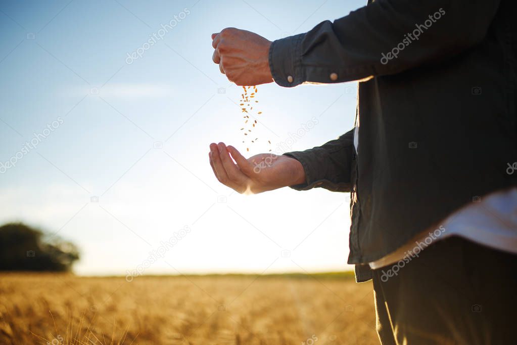 Amazing Hands Of A Farmer Close-up Holding A Handful Of Wheat Grains In A Wheat Field. Close Up Nature Photo Idea Of A Rich Harvest. Copy Space Of The Setting Sun Rays On Horizon In Rural Meadow.
