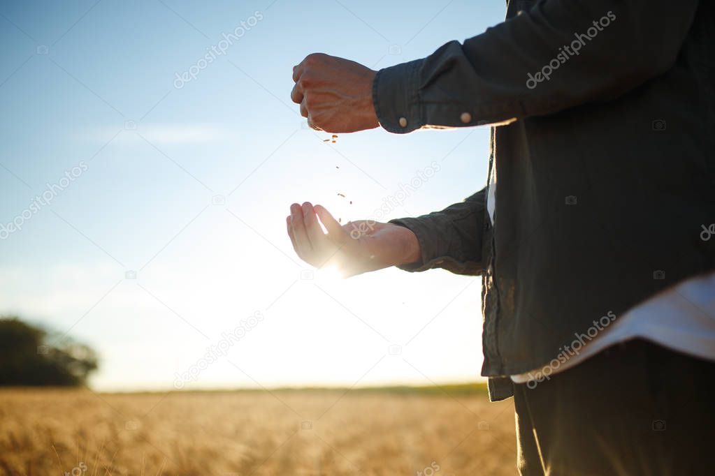 Amazing Hands Of A Farmer Close-up Holding A Handful Of Wheat Grains In A Wheat Field. Close Up Nature Photo Idea Of A Rich Harvest. Copy Space Of The Setting Sun Rays On Horizon In Rural Meadow.