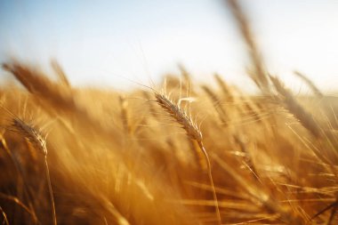 İnanılmaz tarım günbatımı manzarası. Büyüyen doğa hasadı. Buğday tarlası doğal ürünü. Altın buğday kulakları yakında. Kırsal kesimde güneş ışığı altında. Olgunlaşan manzara kulaklarının yaz arkaplanı.