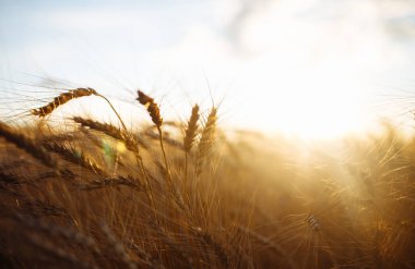 İnanılmaz tarım günbatımı manzarası. Büyüyen doğa hasadı. Buğday tarlası doğal ürünü. Altın buğday kulakları yakında. Kırsal kesimde güneş ışığı altında. Olgunlaşan manzara kulaklarının yaz arkaplanı.