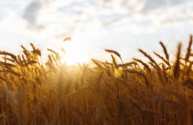 İnanılmaz tarım günbatımı manzarası. Büyüyen doğa hasadı. Buğday tarlası doğal ürünü. Altın buğday kulakları yakında. Kırsal kesimde güneş ışığı altında. Olgunlaşan manzara kulaklarının yaz arkaplanı.