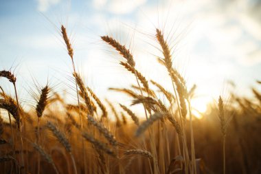 İnanılmaz tarım günbatımı manzarası. Büyüyen doğa hasadı. Buğday tarlası doğal ürünü. Altın buğday kulakları yakında. Kırsal kesimde güneş ışığı altında. Olgunlaşan manzara kulaklarının yaz arkaplanı.