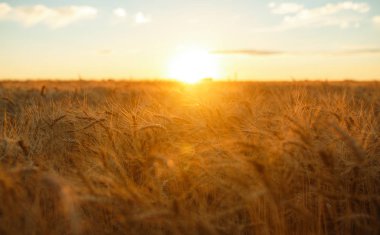 İnanılmaz tarım günbatımı manzarası. Büyüyen doğa hasadı. Buğday tarlası doğal ürünü. Altın buğday kulakları yakında. Kırsal kesimde güneş ışığı altında. Olgunlaşan manzara kulaklarının yaz arkaplanı.
