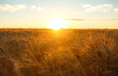 İnanılmaz tarım günbatımı manzarası. Büyüyen doğa hasadı. Buğday tarlası doğal ürünü. Altın buğday kulakları yakında. Kırsal kesimde güneş ışığı altında. Olgunlaşan manzara kulaklarının yaz arkaplanı.