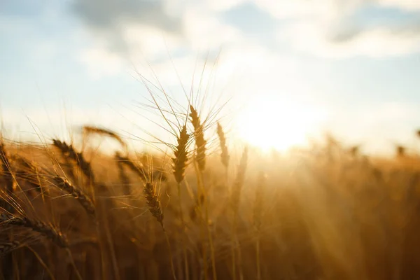 Fantastiskt jordbruk solnedgång landskap. tillväxt natur skörd. Vetefält naturlig produkt. Öron av gyllene vete på nära håll. Landsbygdsscen i solljus. Sommar bakgrund mognad öron landskap. — Stockfoto