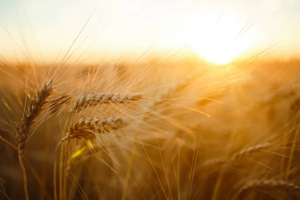 Fantastiskt jordbruk solnedgång landskap. tillväxt natur skörd. Vetefält naturlig produkt. Öron av gyllene vete på nära håll. Landsbygdsscen i solljus. Sommar bakgrund mognad öron landskap. — Stockfoto