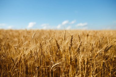 Doğa fotoğrafı zengin bir hasat fikrine kapatın. Şaşırtıcı zemin günbatımı bulutlu turuncu gökyüzü arka plan üzerinde sarı buğday alanının olgunlaşma kulak. Kopya alanı kırsal alanda ufukta ayar güneş ışınlarının