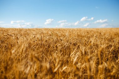 Doğa fotoğrafı zengin bir hasat fikrine kapatın. Şaşırtıcı zemin günbatımı bulutlu turuncu gökyüzü arka plan üzerinde sarı buğday alanının olgunlaşma kulak. Kopya alanı kırsal alanda ufukta ayar güneş ışınlarının