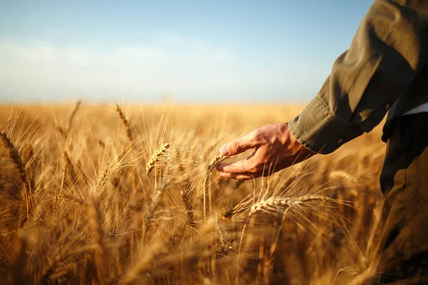 Niesamowity widok z człowieka z jego powrotem do Viewer w A pole z pszenicy dotknął przez ręka z kolce w Sunset światło. Rolnik, idąc przez pole Sprawdzanie upraw pszenicy. Kiełki pszenicy w farmera H — Zdjęcie stockowe