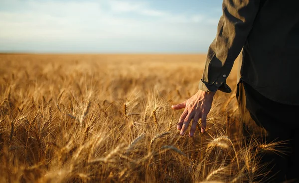 Удивительный вид с человеком, спиной к зрителю в поле из пшеницы, прикоснувшимся к руке шипов в свете заката. Фермер ходит по полю и проверяет урожай пшеницы. Пшеничные ростки в H фермера — стоковое фото