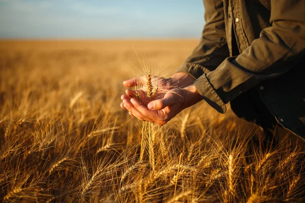 Prachtig uitzicht met Man met zijn terug naar de Viewer In A veld van tarwe aangeraakt door de Hand van Spikes In The Sunset licht. Boer veld controleren tarwe oogst doorlopen. Tarwe spruiten In een Farmer's H — Stockfoto