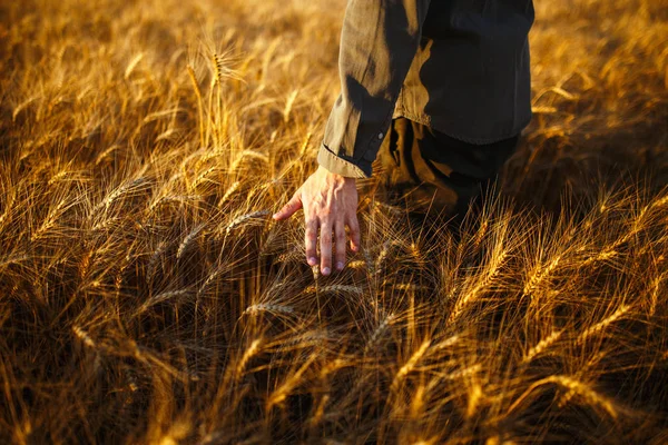 惊人的看法与人与他的背部到观众在一个领域的小麦触摸的尖刺在日落的光。农民在田间行走检查小麦作物。农民 h 中的小麦芽 — 图库照片
