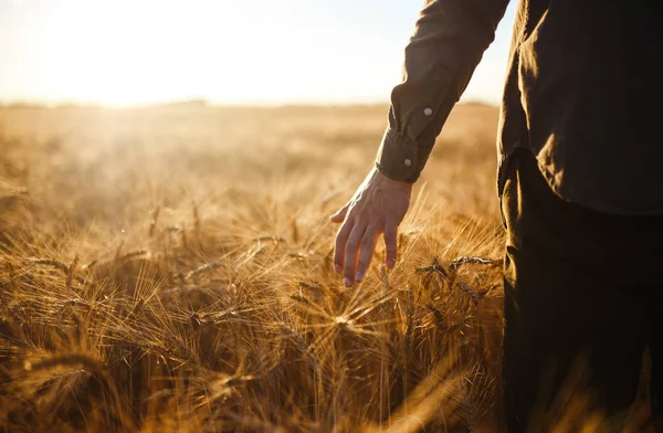 Дивовижні вікні людина з його назад до глядача в A поля пшениці торкнувся за руку з шипи в Sunset світла. Фермер, проходячи через поле перевірка урожай пшениці. Пшениця паростки в Farmer H — стокове фото