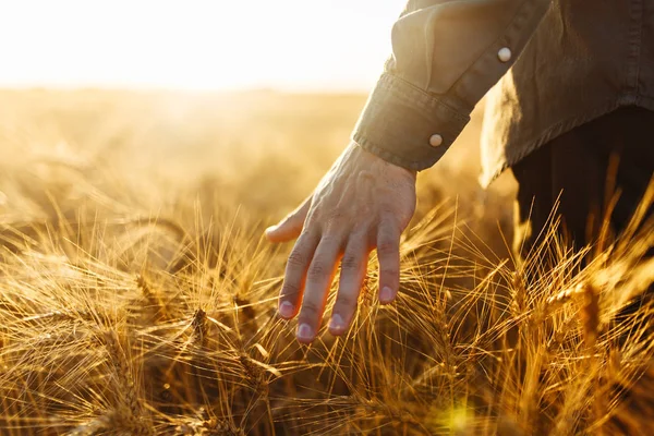 Csodálatos kilátás ember, ő vissza hogy a néző a A mező a búza megérintette által a kezét a tüskék a a naplemente fény. Farmer séta mező ellenőrzése búza. Búza hajtások egy Farmer-H — Stock Fotó