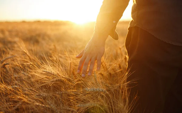 Increíble vista con el hombre de espaldas al espectador en un campo de trigo tocado por la mano de púas en la luz del atardecer. Agricultor caminando por el campo revisando la cosecha de trigo. Brotes de trigo en un granjero H —  Fotos de Stock