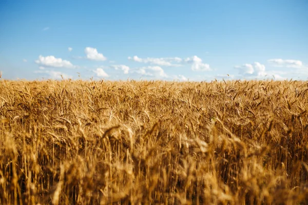 Close-up natuur foto idee van een rijke oogst. Geweldige achtergrond van rijping oren van gele tarweveld op de zonsondergang bewolkte oranje hemelachtergrond. Kopiëren van de ruimte van de stralen van de zon instelling op horizon op het platteland — Stockfoto