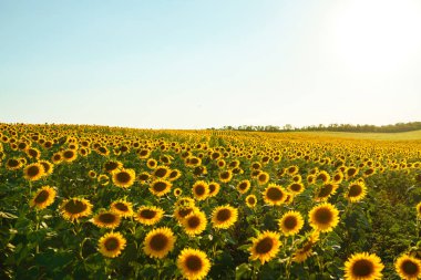 Güzel ayçiçeği Bahçe zemin. Bir arka plan günbatımı üzerinde çiçek açan ayçiçeği tarlası. En iyi görünüm, ayçiçeği, bloom. Organik ve doğal çiçek Background.Agricultural güneşli. 