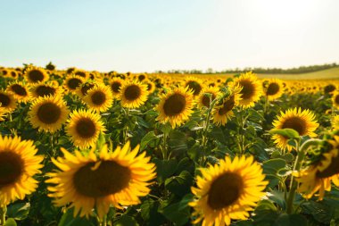 Güzel ayçiçeği Bahçe zemin. Bir arka plan günbatımı üzerinde çiçek açan ayçiçeği tarlası. En iyi görünüm, ayçiçeği, bloom. Organik ve doğal çiçek Background.Agricultural güneşli. 