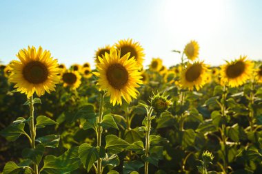 Güzel ayçiçeği Bahçe zemin. Bir arka plan günbatımı üzerinde çiçek açan ayçiçeği tarlası. En iyi görünüm, ayçiçeği, bloom. Organik ve doğal çiçek Background.Agricultural güneşli. 