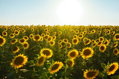 Güzel ayçiçeği Bahçe zemin. Bir arka plan günbatımı üzerinde çiçek açan ayçiçeği tarlası. En iyi görünüm, ayçiçeği, bloom. Organik ve doğal çiçek Background.Agricultural güneşli. 