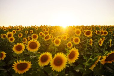 Güzel ayçiçeği Bahçe zemin. Bir arka plan günbatımı üzerinde çiçek açan ayçiçeği tarlası. En iyi görünüm, ayçiçeği, bloom. Organik ve doğal çiçek Background.Agricultural güneşli. 