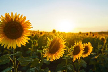 Güzel ayçiçeği Bahçe zemin. Bir arka plan günbatımı üzerinde çiçek açan ayçiçeği tarlası. En iyi görünüm, ayçiçeği, bloom. Organik ve doğal çiçek Background.Agricultural güneşli. 