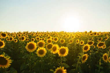 Güzel ayçiçeği Bahçe zemin. Bir arka plan günbatımı üzerinde çiçek açan ayçiçeği tarlası. En iyi görünüm, ayçiçeği, bloom. Organik ve doğal çiçek Background.Agricultural güneşli. 