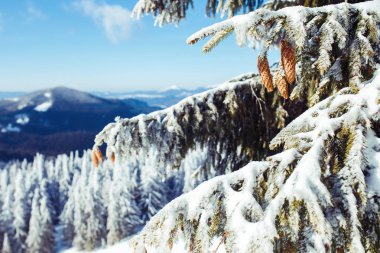 Doğa. Karla kaplı ağaçlarla kaplı güzel bir kış manzarası. Yüksek bir yerden dağların güzel manzarası. Seyahat kavramı, özgürlük, doğanın güzelliği. Güzel bir gün, güneşli bir hava, mavi bir gökyüzü.