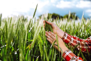 Çiftçi elleri genç yeşil buğdayın kulaklarının kalitesini kontrol ediyor. Olgunlaşmış buğday tarlaları. Yeşil buğday tarlası.