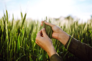 Çiftçi elleri genç yeşil buğdayın kulaklarının kalitesini kontrol ediyor. Olgunlaşmış buğday tarlaları. Yeşil buğday tarlası.