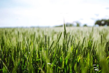 Toprakta yetişen genç yeşil buğday. Olgunlaşmış buğday tarlaları. 