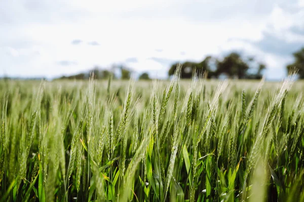 Trigo Verde Joven Que Crece Suelo Hojas Maduración Del Campo —  Fotos de Stock