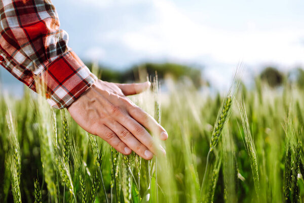 Рука фермера касается молодых ушей зеленого урожая. Человек спиной к зрителю на пшеничном поле коснулся терновой руки. Сохнущие колосья пшеничного поля
. 