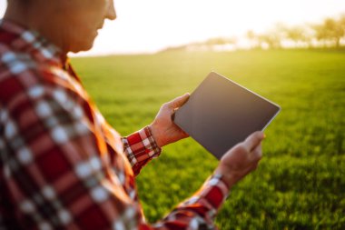 Tablet bir çiftçinin elinde. Akıllı çiftlik. Çiftçi tarladaki ekinlerini kontrol ediyor. Olgunlaşmış buğday tarlaları. Tarım sektörü kavramı.
