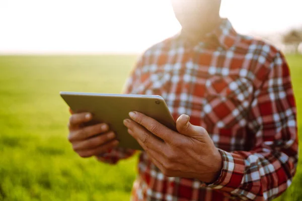 Tablet Bir Çiftçinin Elinde Akıllı Çiftlik Çiftçi Tarladaki Ekinlerini Kontrol — Stok fotoğraf