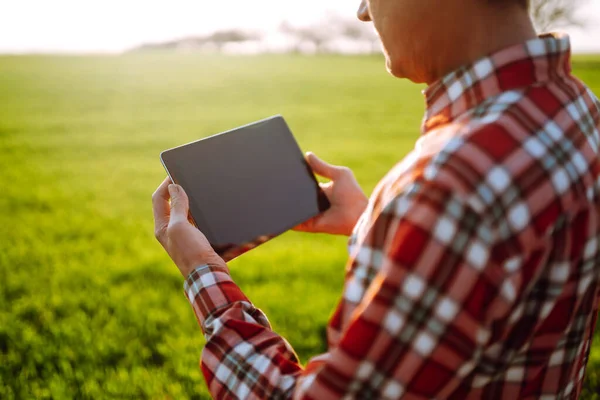 Tablet in the hands of a farmer. Smart farm. Farmer checking his crops on an agriculture field. Ripening ears of wheat field. The concept of the agricultural business.