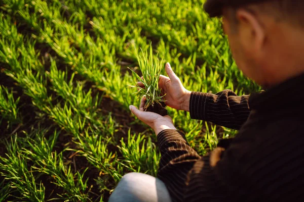 Young wheat sprout in the hands of a farmer. Wheat seedling on the hand. Farmer checking his crops on an agriculture field. Ripening ears of wheat field.