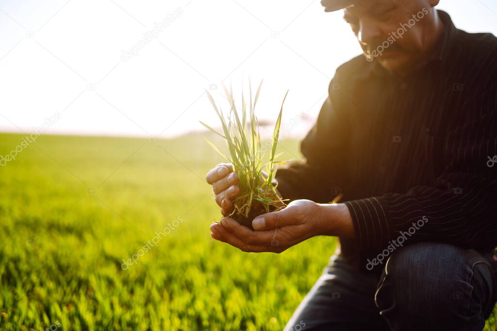 Young wheat sprout in the hands of a farmer. Wheat seedling on the hand. Farmer checking his crops on an agriculture field. Ripening ears of wheat field.