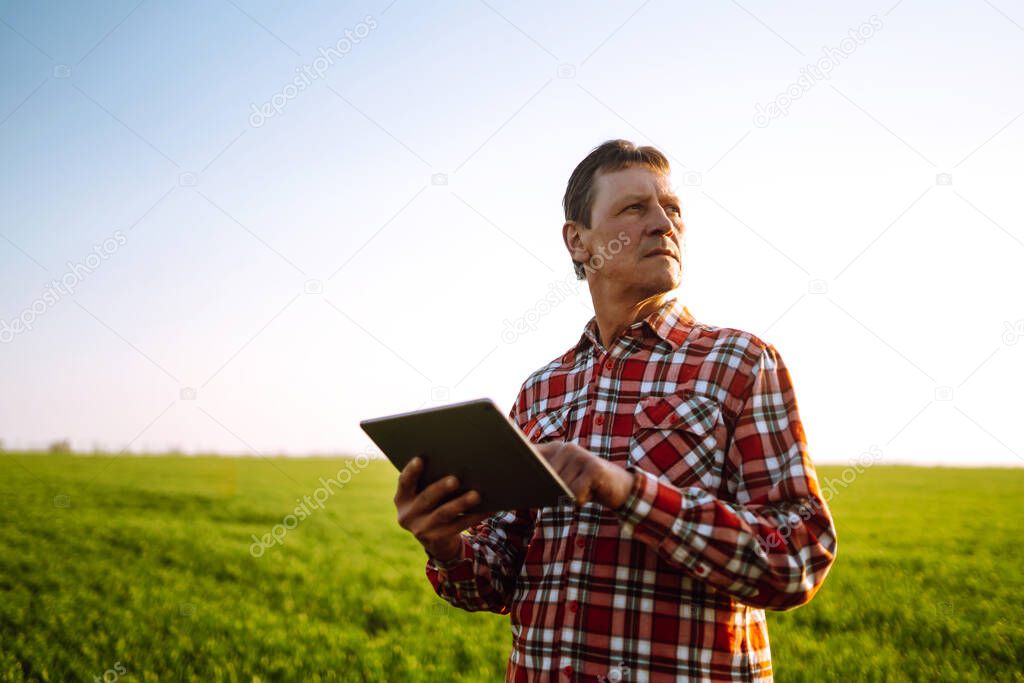 Farmer on a green wheat field with a tablet in his hands. Smart farm. Farmer checking his crops on an agriculture field. Ripening ears of wheat field. The concept of the agricultural business.