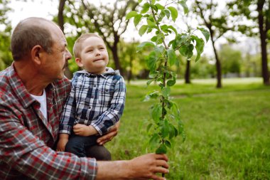Küçük çocuk bahçede birlikte çalışırken büyükbabasının ağaç dikmesine yardım ediyor. Eğlenceli küçük bahçıvan. Bahar konsepti, doğa ve bakım.