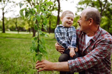 Küçük çocuk bahçede birlikte çalışırken büyükbabasının ağaç dikmesine yardım ediyor. Eğlenceli küçük bahçıvan. Bahar konsepti, doğa ve bakım.