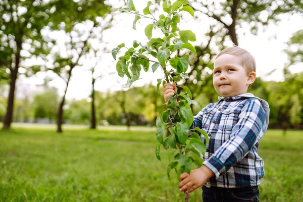 Pequena Criança Planta Árvore Jovem Jardineiro Divertido Conceito Primavera Natureza — Fotografia de Stock