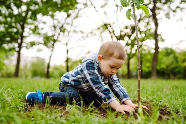 Маленька Дитина Вирощує Молоде Дерево Веселий Маленький Садівник Весняна Концепція — стокове фото