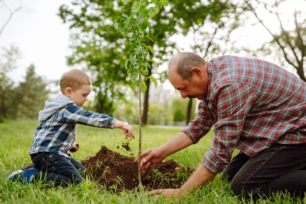 Petit Garçon Aidant Son Grand Père Planter Arbre Tout Travaillant — Photo