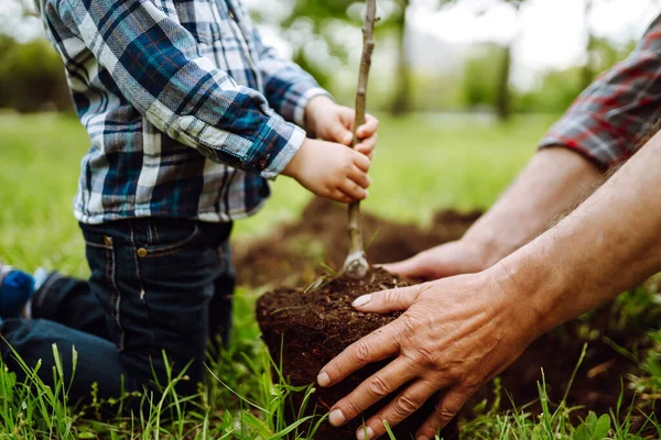 Tangan Kakek Dan Anak Kecil Menanam Pohon Muda Taman Menanam — Stok Foto