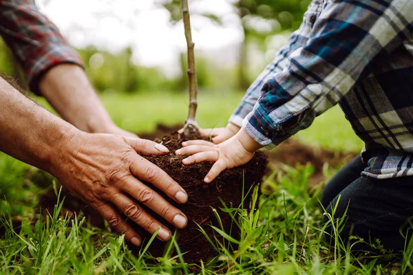 Mãos Avô Menino Plantando Árvore Jovem Jardim Plantar Uma Árvore — Fotografia de Stock